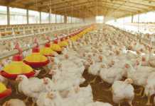 Astral’s profits decline due to poultry imports, drought astral-chicken poultry imports