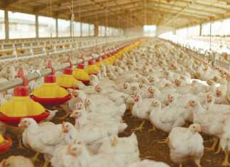 astral-chicken poultry imports