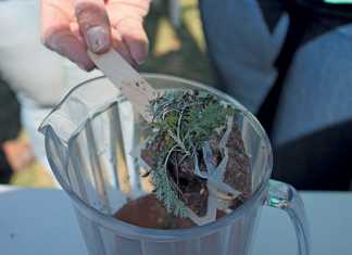 boiling-up-a-few-herbs-and-using-the-strained-tea-as-a-fly-spray
