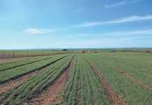 Vegetable crops improve wheat yield