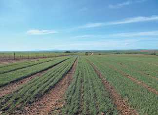 Vegetable crops improve wheat yield