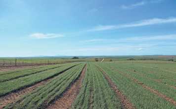 Vegetable crops improve wheat yield