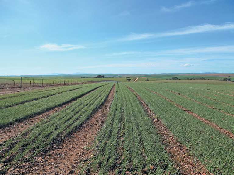 Vegetable crops improve wheat yield Vegetable crops improve wheat yield