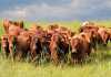 stock theft on the increase during festive season