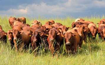 stock theft on the increase during festive season