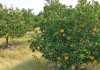 Agriculture offers great opportunities for Africa citrus-trees
