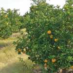 citrus-trees