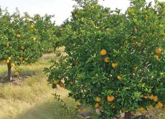 citrus-trees