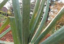 common-onion-pests-thrips