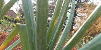 common-onion-pests-thrips