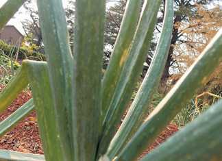 common-onion-pests-thrips
