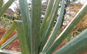 common-onion-pests-thrips