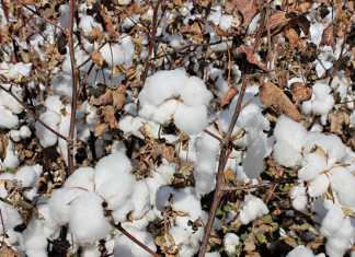 cotton-production