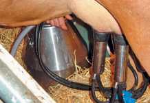 dairy-health