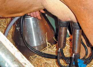 dairy-health