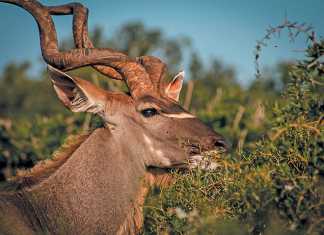grassy-savannas-antelope