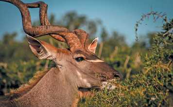 grassy-savannas-antelope