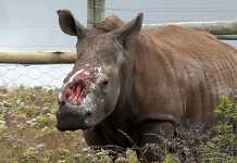 Hope leaves a legacy for other rhinos hope-the-rhino