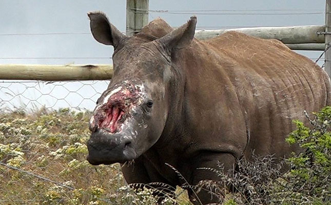 Hope leaves a legacy for other rhinos Hope leaves a legacy for other rhinos