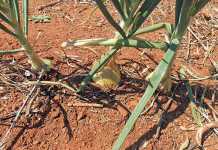 How to correctly fertilise onions how-to-fertilise-onions
