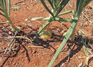 how-to-fertilise-onions