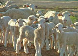 dosing lambs