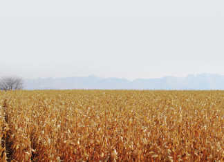 maize-exports