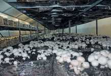 mushroom-production
