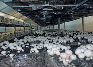 mushroom-production