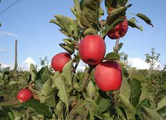 no-chill-variety-apples