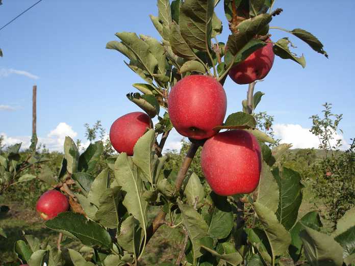 no-chill-variety-apples