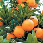 oranges-citrus