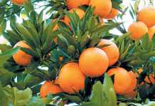 oranges-citrus