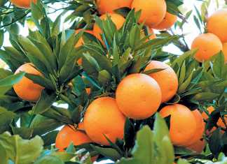 oranges-citrus