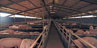 pig-feed-with-whey