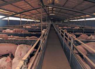 pig-feed-with-whey