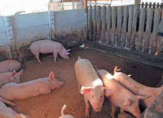 pig housing