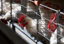 SA imports less poultry from the US than expected poultry-layer-hens