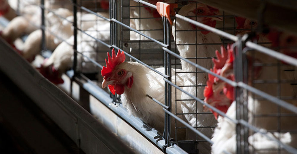 poultry-layer-hens