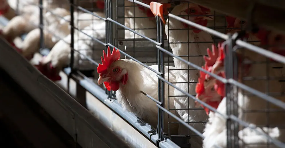 poultry-layer-hens