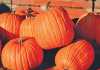 pumpkin-is-a-cucurbit