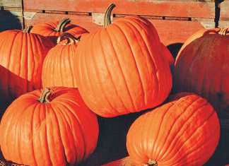 pumpkin-is-a-cucurbit