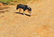 Intensified rabies vaccination campaign in Krugersdorp rabies-stray-dog