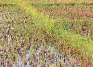rice-production-in-ghana