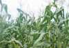 SA could become a net exporter of maize in 2017 net exporter of maize
