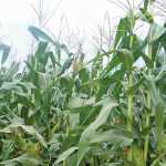 net exporter of maize