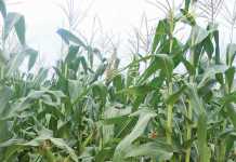 SA could become a net exporter of maize in 2017 net exporter of maize