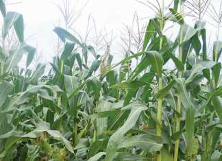 net exporter of maize