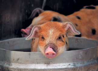 sleeping-areas-for-pigs