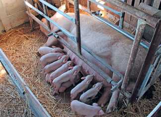 Sow and piglets